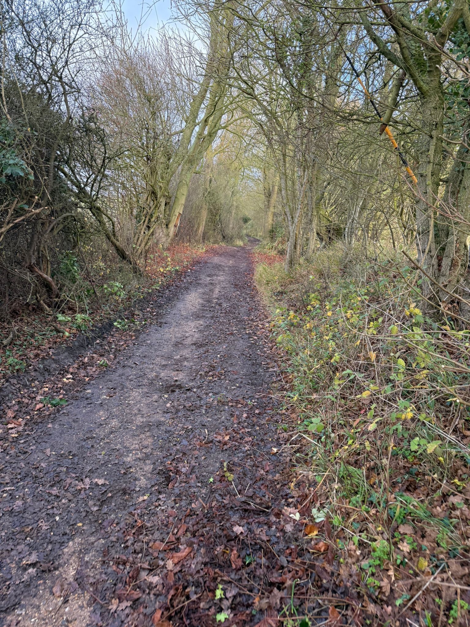 Langton's Lane